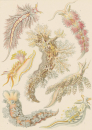 Haeckel, Ernst. - Kunstformen der Natur. -...