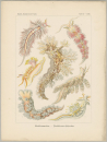 Haeckel, Ernst. - Kunstformen der Natur. -...