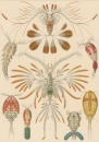 Haeckel, Ernst. - Kunstformen der Natur. - "Copepoda...