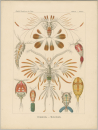 Haeckel, Ernst. - Kunstformen der Natur. - "Copepoda...