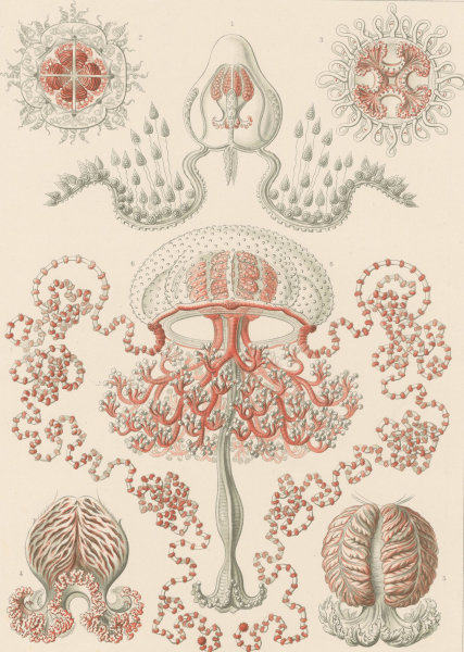 Haeckel, Ernst. - Kunstformen der Natur. - "Anthomedusae - Blumenqualle".