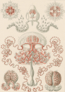 Haeckel, Ernst. - Kunstformen der Natur. -...