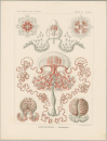 Haeckel, Ernst. - Kunstformen der Natur. -...