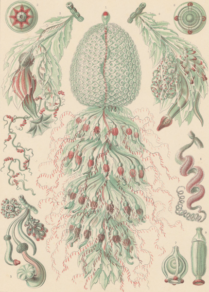 Haeckel, Ernst. - Kunstformen der Natur. - "Siphonophorae - Staatsquallen".