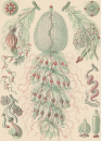 Haeckel, Ernst. - Kunstformen der Natur. -...