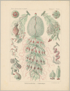 Haeckel, Ernst. - Kunstformen der Natur. -...