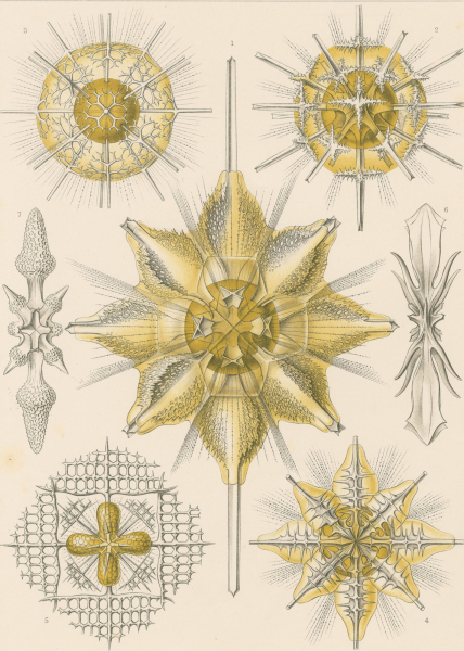 Haeckel, Ernst. - Kunstformen der Natur. - "Acanthometra - Stachelstrahlinge".