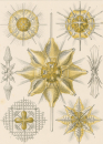 Haeckel, Ernst. - Kunstformen der Natur. -...