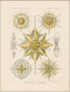 Haeckel, Ernst. - Kunstformen der Natur. -...