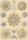 Haeckel, Ernst. - Kunstformen der Natur. -...