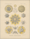 Haeckel, Ernst. - Kunstformen der Natur. -...