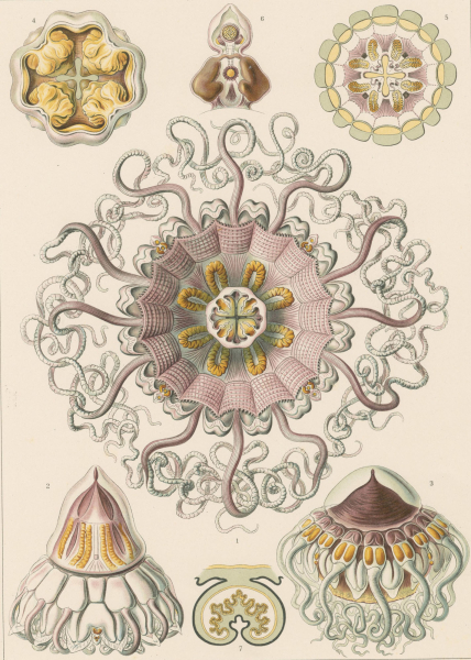 Haeckel, Ernst. - Kunstformen der Natur. - "Peromedusae - Taschenquallen".