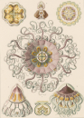 Haeckel, Ernst. - Kunstformen der Natur. -...