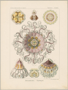 Haeckel, Ernst. - Kunstformen der Natur. -...