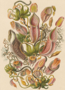 Haeckel, Ernst. - Kunstformen der Natur. -...