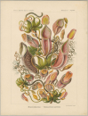 Haeckel, Ernst. - Kunstformen der Natur. -...