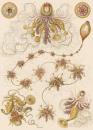 Haeckel, Ernst. - Kunstformen der Natur. -...