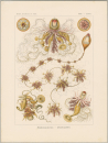 Haeckel, Ernst. - Kunstformen der Natur. -...