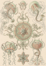 Haeckel, Ernst. - Kunstformen der Natur. -...