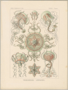 Haeckel, Ernst. - Kunstformen der Natur. -...