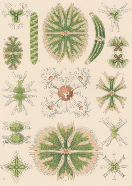 Haeckel, Ernst. - Kunstformen der Natur. - "Desmidiea - Zierdinge".