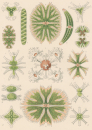 Haeckel, Ernst. - Kunstformen der Natur. -...