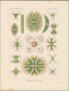 Haeckel, Ernst. - Kunstformen der Natur. -...